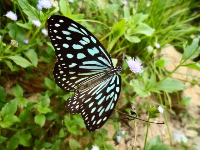 Тропическая бабочка