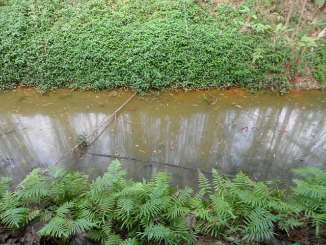 Грязный пруд