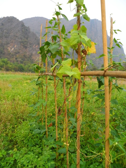 Сад в Лаосе