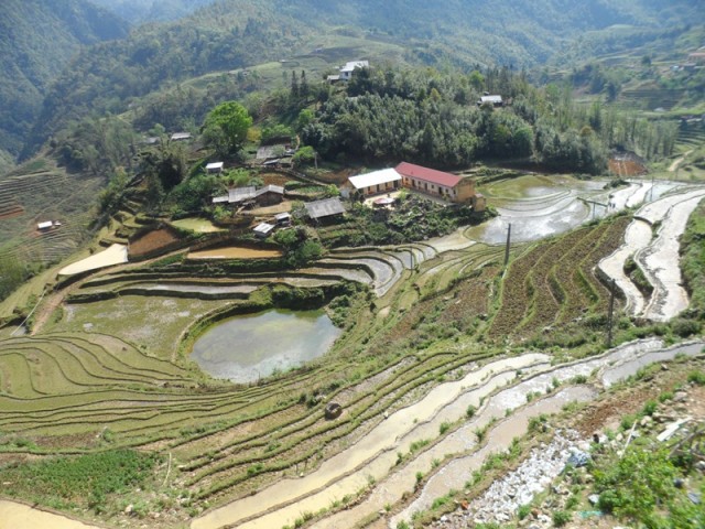 рисовые плантации
