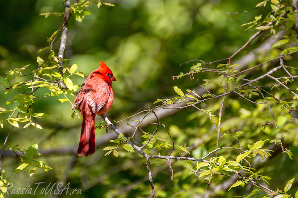red Carnol красная птица