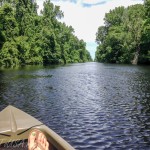 Парки Северной Каролины – Dismal Swamp State Park