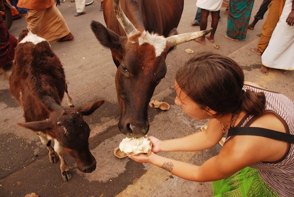Кормление коров в храме Аруначала, Индия