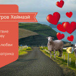 Остров Хеймаэй Исландия / Овцы преследуют туристов